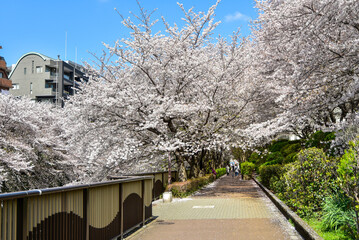 満開に咲く目黒川の美しい桜