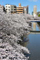 満開に咲く目黒川の美しい桜