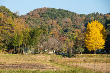綺麗に色づいた綺麗ないちょうの木