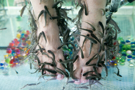 garra rufa fish do foot peeling underwater