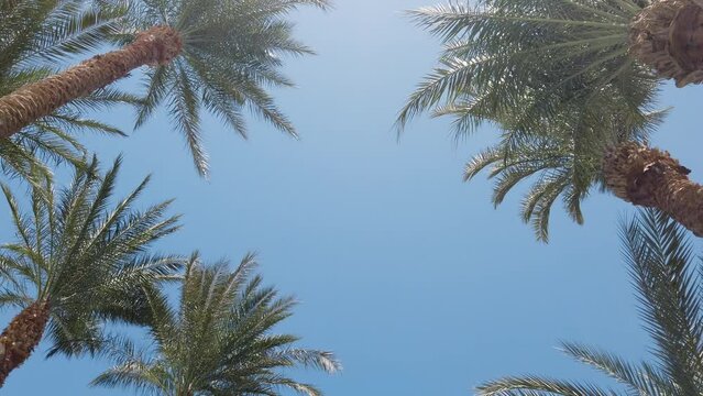 Island beaches palms firest on sea
