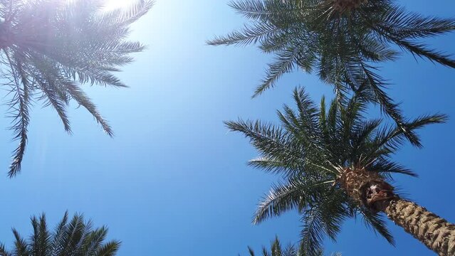 Palm trees against blue sky at tropical coast