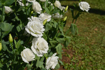 Obraz na płótnie Canvas beautiful white rose in the garden, natural background