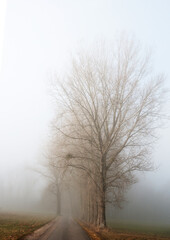 Avenue with autumn fog,fantasy lanscape,