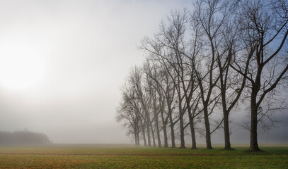 Avenue with autumn fog,fantasy lanscape,