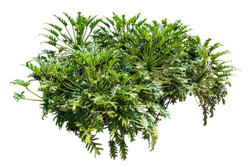 Philodendron xanadu isolated 