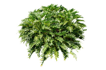 Fototapeta premium Philodendron xanadu isolated 