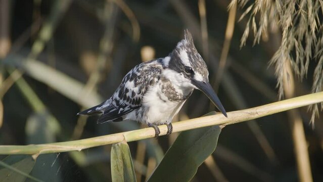 Pied Kingfisher Bird (Ceryle rudis) sitting on the branches near a lake
