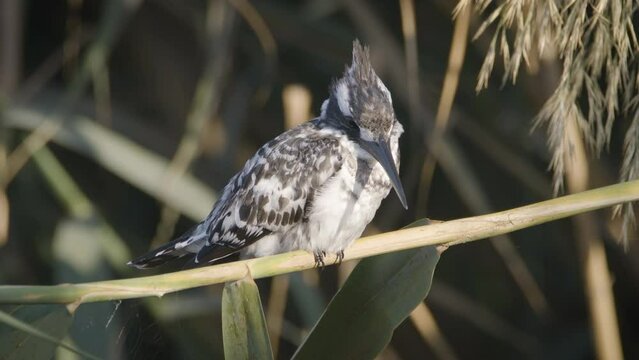 Pied Kingfisher Bird (Ceryle rudis) sitting on the branches near a lake
