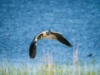 Natural gray heron (ardea cinerea) taking-off from water with spread wings. Heron flying above a lake