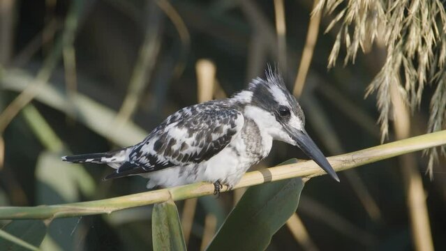 Pied Kingfisher Bird (Ceryle rudis) sitting on the branches near a lake
