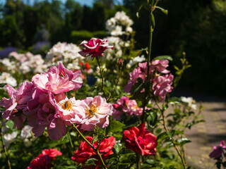 Beautiful Rose Flowers in the Park. Different roses on sidewalk on park alley.
