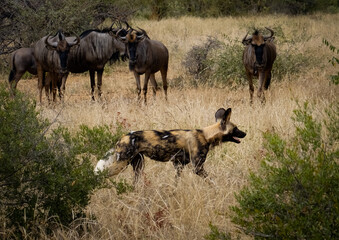 Naklejka na ściany i meble Herd of wildebeest and a wild dog