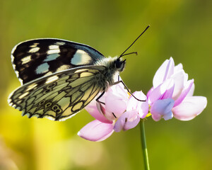 Colorful tropical butterfly on a pink  flower. Copy space. Butterfly on flowers with blurred background