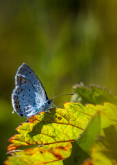 A common blue butterfly is resting on a green leaf. Spring concept. Colorful tropical butterfly on a green leaf.