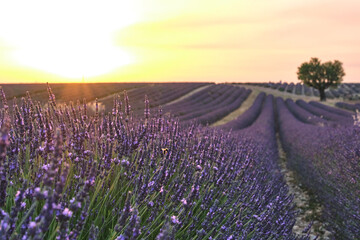 Naklejka na ściany i meble Lavender field in bloom at sunset. Provence, France