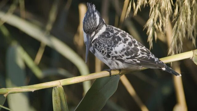 Pied Kingfisher Bird (Ceryle rudis) sitting on the branches near a lake