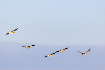 Flock of Greater white-fronted geese flying in the sky
