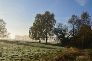 Obraz premium Foggy Morning in the Heath Lüneburger Heide, Schneverdingen, Lower Saxony