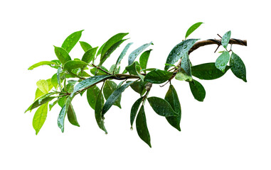 Green leaves branch with drop isolated on transparent background PNG file.