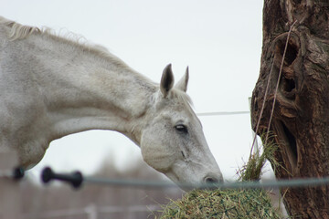 The white horse eats straw
