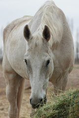 The white horse eats straw