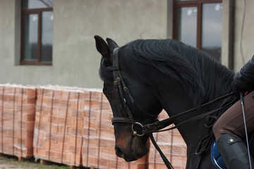 Portrait of a black horse with a bridle