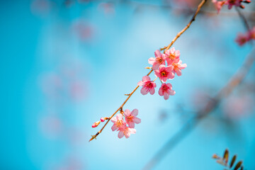 Pink Cherry Blossoms