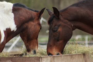 Fototapeta premium A herd of horses in a pen and eating hay
