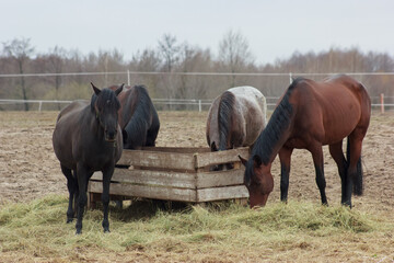 A herd of horses in a pen and eating hay