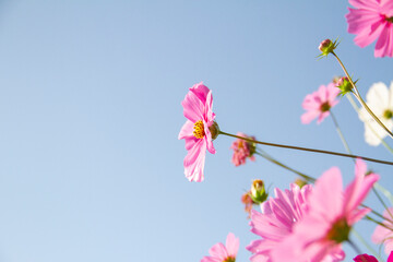 Sweet cosmos flower on blue sky background,copy space.