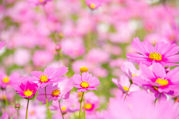 Pink cosmos flowers on cosmos field blurred background