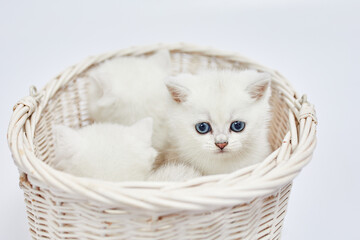 Fototapeta na wymiar A beautiful white kittens British Silver chinchilla sits in a basket on a white background