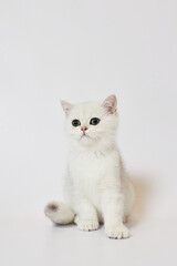 A beautiful white kitten British Silver chinchilla on a white background