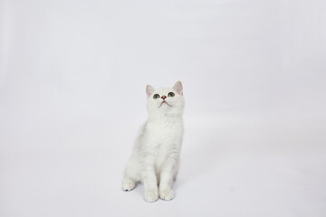 A beautiful white kitten British Silver chinchilla on a white background