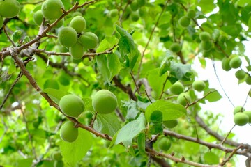  fruits of Japanese plum tree