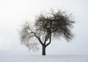 Group of trees in the morning fog at sunrise in the winter time,fantasy lanscape,black and white...