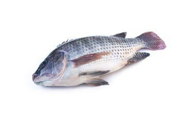 Oreochromis niloticus isolated on white background.Freshwater fish are commonly used for grilling, frying, and Tom Yum dishes.