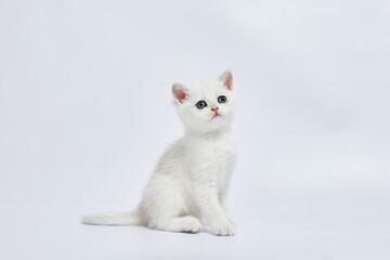 A beautiful white kitten British Silver chinchilla on a white background