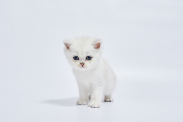 Fototapeta premium A beautiful white kitten British Silver chinchilla on a white background