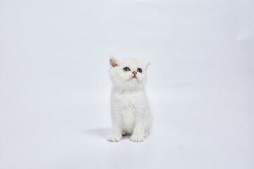 A beautiful white kitten British Silver chinchilla on a white background
