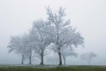 Group of trees in the morning fog at sunrise in the winter time,fantasy lanscape,
