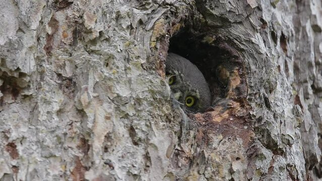 Look into my eyes, the Eurasian pygmy owl (Glaucidium passerinum)