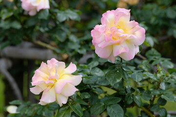 Fototapeta premium Peace rose in full blooming