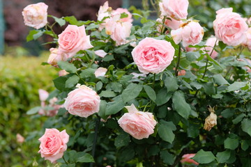Obraz na płótnie Canvas Hamamirai rose in full blooming