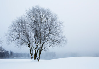 Fototapeta na wymiar Group of trees in the morning fog at sunrise in the winter time,fantasy lanscape, 