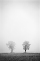 Group of trees in the morning fog at sunrise in the winter time,fantasy lanscape,black and white picture,
