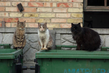 Cats on a garbage can