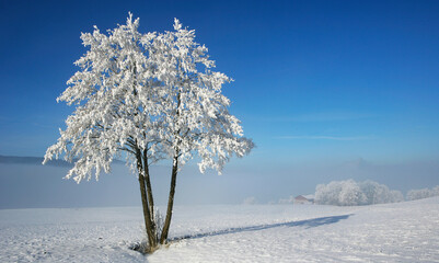 Group of trees at sunrise in the winter time,fantasy lanscape,
