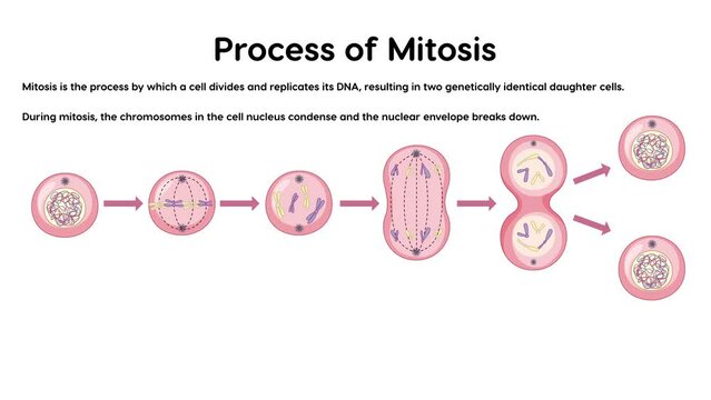 2D animation of process of mitosis phases with explanations